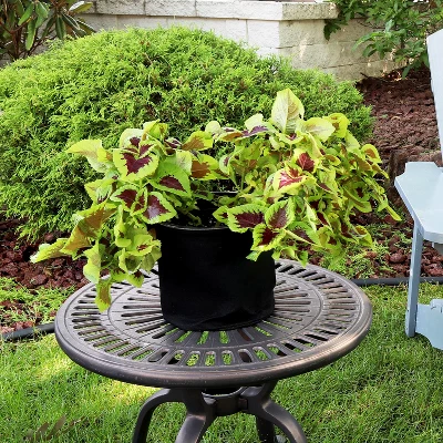 Sunnydaze Decor Sunnydaze Garden Grow Bag With Handles Nonwoven Polypropylene Fabric, Black, 10pc 3 Sunnydaze Decor Sunnydaze Garden Grow Bag With Handles Nonwoven Polypropylene Fabric, Black, 10pc